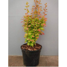 Барбарис Тунберга Оранж Санрайз® | Berberis Thunbergii Orange Sunrise® | Барбарис Тунберга Оранж Санрайз®