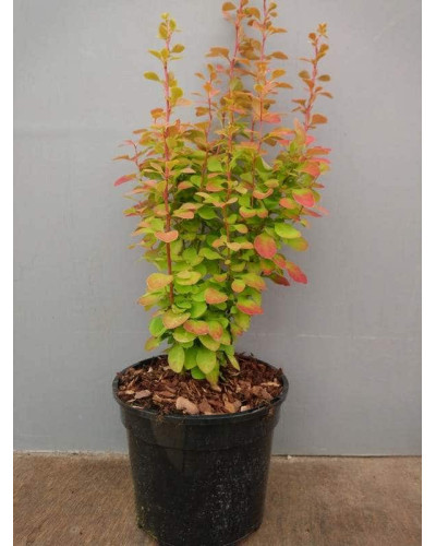 Барбарис Тунберга Оранж Санрайз® | Berberis Thunbergii Orange Sunrise® | Барбарис Тунберга Оранж Санрайз®