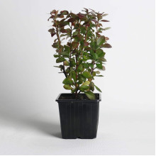 Барбарис Тунберга Оранж Санрайз® | Berberis Thunbergii Orange Sunrise® | Барбарис Тунберга Оранж Санрайз®