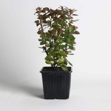 Барбарис Тунберга Оранж Санрайз® | Berberis Thunbergii Orange Sunrise® | Барбарис Тунберга Оранж Санрайз®