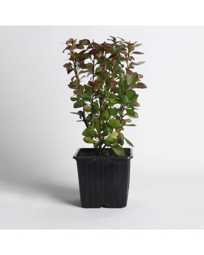 Барбарис Тунберга Оранж Санрайз® | Berberis Thunbergii Orange Sunrise® | Барбарис Тунберга Оранж Санрайз®
