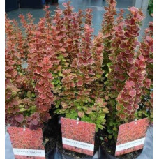 Барбарис Тунберга Оранж Санрайз® | Berberis Thunbergii Orange Sunrise® | Барбарис Тунберга Оранж Санрайз®