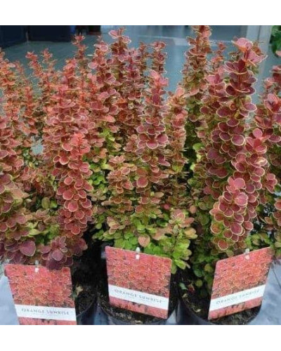 Барбарис Тунберга Оранж Санрайз® | Berberis Thunbergii Orange Sunrise® | Барбарис Тунберга Оранж Санрайз®
