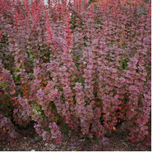 Барбарис Тунберга Оранж Санрайз® | Berberis Thunbergii Orange Sunrise® | Барбарис Тунберга Оранж Санрайз®
