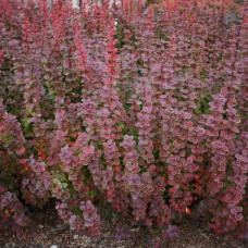 Барбарис Тунберга Оранж Санрайз® | Berberis Thunbergii Orange Sunrise® | Барбарис Тунберга Оранж Санрайз®