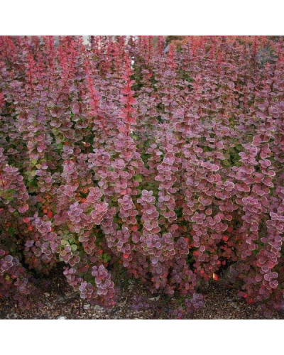 Барбарис Тунберга Оранж Санрайз® | Berberis Thunbergii Orange Sunrise® | Барбарис Тунберга Оранж Санрайз®