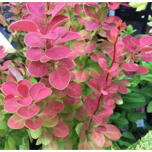 Барбарис Тунберга Оранж Санрайз® | Berberis Thunbergii Orange Sunrise® | Барбарис Тунберга Оранж Санрайз®