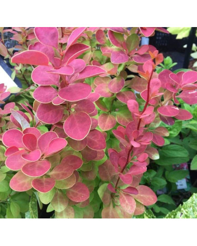 Барбарис Тунберга Оранж Санрайз® | Berberis Thunbergii Orange Sunrise® | Барбарис Тунберга Оранж Санрайз®