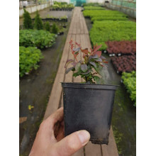 Барбарис Тунберга Оранж Санрайз® | Berberis Thunbergii Orange Sunrise® | Барбарис Тунберга Оранж Санрайз®