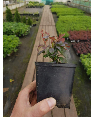 Барбарис Тунберга Оранж Санрайз® | Berberis Thunbergii Orange Sunrise® | Барбарис Тунберга Оранж Санрайз®