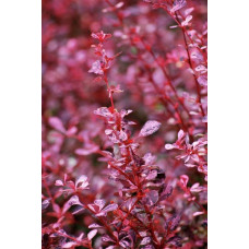 Барбарис Тунберга Пінк Квін | Барбарис Тунберга Пинк Квин | Berberis thunbergii Pink Queen