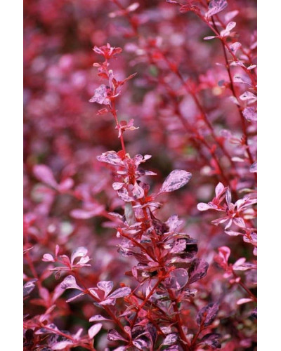 Барбарис Тунберга Пінк Квін | Барбарис Тунберга Пинк Квин | Berberis thunbergii Pink Queen