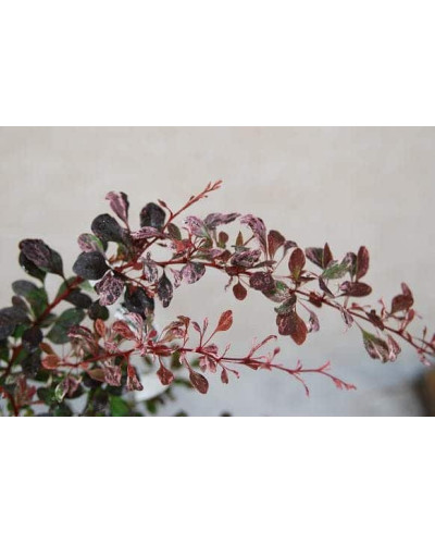 Барбарис Тунберга Пінк Квін | Барбарис Тунберга Пинк Квин | Berberis thunbergii Pink Queen