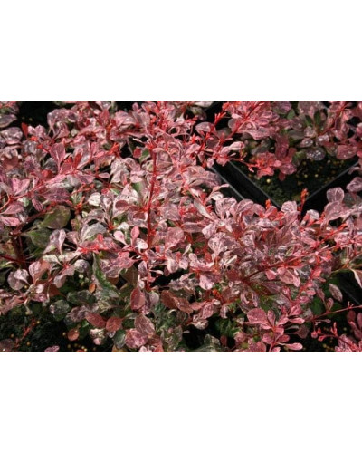 Барбарис Тунберга Пінк Квін | Барбарис Тунберга Пинк Квин | Berberis thunbergii Pink Queen