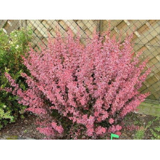 Барбарис Тунберга Пінк Квін | Барбарис Тунберга Пинк Квин | Berberis thunbergii Pink Queen