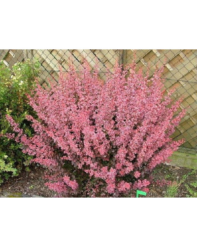 Барбарис Тунберга Пінк Квін | Барбарис Тунберга Пинк Квин | Berberis thunbergii Pink Queen
