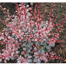 Барбарис Тунберга Пінк Квін | Барбарис Тунберга Пинк Квин | Berberis thunbergii Pink Queen