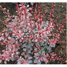 Барбарис Тунберга Пінк Квін | Барбарис Тунберга Пинк Квин | Berberis thunbergii Pink Queen