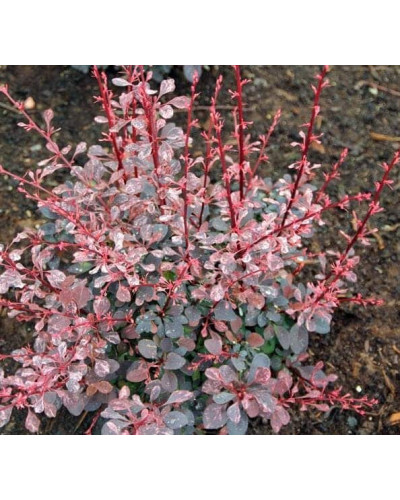 Барбарис Тунберга Пінк Квін | Барбарис Тунберга Пинк Квин | Berberis thunbergii Pink Queen