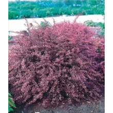 Барбарис Тунберга Пінк Квін | Барбарис Тунберга Пинк Квин | Berberis thunbergii Pink Queen