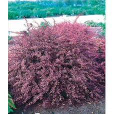 Барбарис Тунберга Пінк Квін | Барбарис Тунберга Пинк Квин | Berberis thunbergii Pink Queen