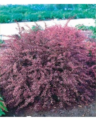 Барбарис Тунберга Пінк Квін | Барбарис Тунберга Пинк Квин | Berberis thunbergii Pink Queen