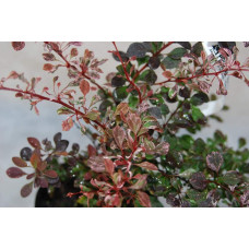 Барбарис Тунберга Пінк Квін | Барбарис Тунберга Пинк Квин | Berberis thunbergii Pink Queen