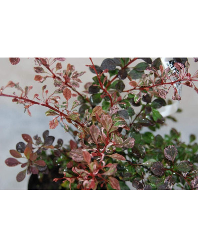 Барбарис Тунберга Пінк Квін | Барбарис Тунберга Пинк Квин | Berberis thunbergii Pink Queen