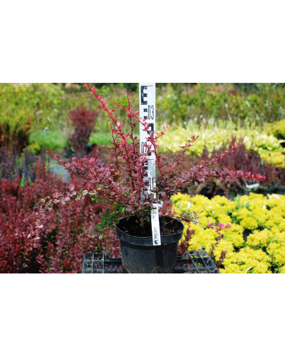 Барбарис Тунберга Пінк Квін | Барбарис Тунберга Пинк Квин | Berberis thunbergii Pink Queen