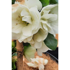 Айва красива Юкіготен | Айва прекрасная Юкиготен | Сhaenomeles speciosa Yukigoten