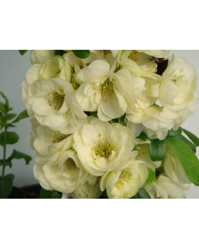 Айва красива Юкіготен | Айва прекрасная Юкиготен | Сhaenomeles speciosa Yukigoten