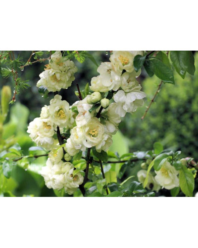 Айва красива Юкіготен | Айва прекрасная Юкиготен | Сhaenomeles speciosa Yukigoten