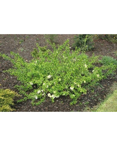 Айва красива Юкіготен | Айва прекрасная Юкиготен | Сhaenomeles speciosa Yukigoten