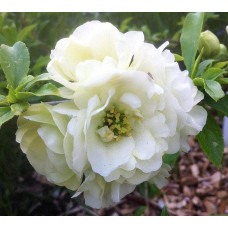 Айва красива Юкіготен | Айва прекрасная Юкиготен | Сhaenomeles speciosa Yukigoten