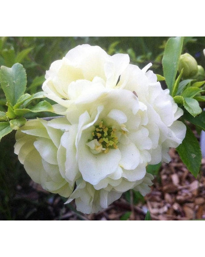 Айва красива Юкіготен | Айва прекрасная Юкиготен | Сhaenomeles speciosa Yukigoten