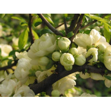 Айва красива Юкіготен | Айва прекрасная Юкиготен | Сhaenomeles speciosa Yukigoten