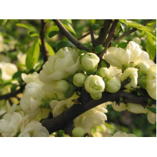 Айва красива Юкіготен | Айва прекрасная Юкиготен | Сhaenomeles speciosa Yukigoten