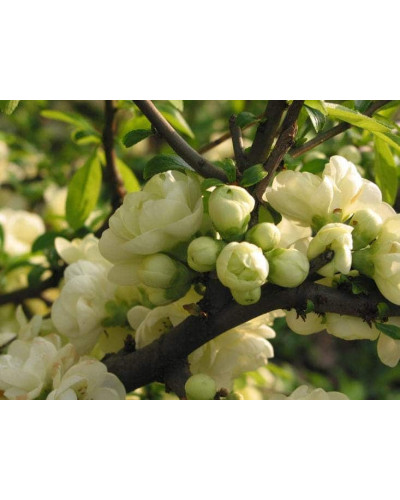 Айва красива Юкіготен | Айва прекрасная Юкиготен | Сhaenomeles speciosa Yukigoten
