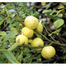 Айва красива Юкіготен | Айва прекрасная Юкиготен | Сhaenomeles speciosa Yukigoten