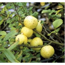 Айва красива Юкіготен | Айва прекрасная Юкиготен | Сhaenomeles speciosa Yukigoten