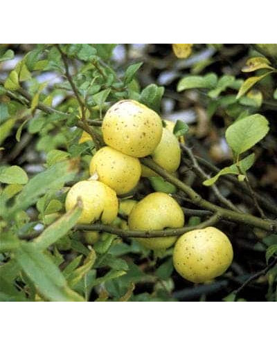 Айва красива Юкіготен | Айва прекрасная Юкиготен | Сhaenomeles speciosa Yukigoten