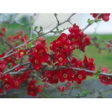 Айва середня (японська, хеномелес) Ніколін | Айва средняя (японская, хеномелес) Николин | Chaenomeles х superba Nicoline