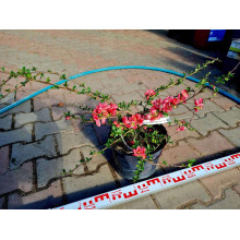 Айва середня (японська, хеномелес) Пінк Леді | Айва средняя (японская, хеномелес) Пинк Леди | Chaenomeles х superba Pink Lady