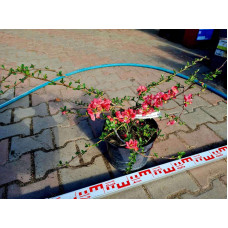 Айва середня (японська, хеномелес) Пінк Леді | Айва средняя (японская, хеномелес) Пинк Леди | Chaenomeles х superba Pink Lady