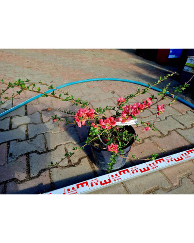 Айва середня (японська, хеномелес) Пінк Леді | Айва средняя (японская, хеномелес) Пинк Леди | Chaenomeles х superba Pink Lady