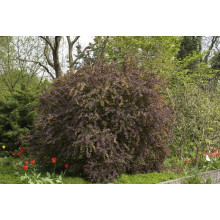 Барбарис оттавський Суперба | Berberis ottawensis Superba | Барбарис оттавский Суперба