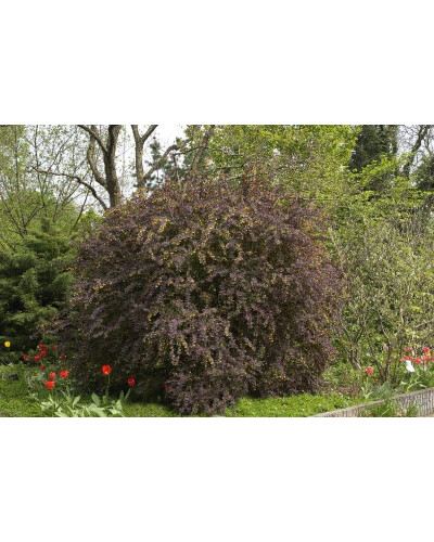Барбарис оттавський Суперба | Berberis ottawensis Superba | Барбарис оттавский Суперба