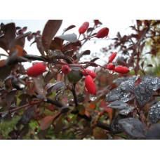 Барбарис оттавський Суперба | Berberis ottawensis Superba | Барбарис оттавский Суперба