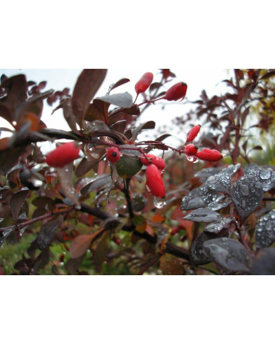 Барбарис оттавський Суперба | Berberis ottawensis Superba | Барбарис оттавский Суперба