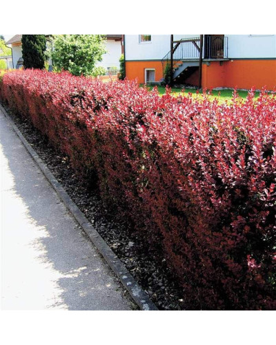 Барбарис оттавський Суперба | Berberis ottawensis Superba | Барбарис оттавский Суперба